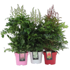 Tuin astilbe